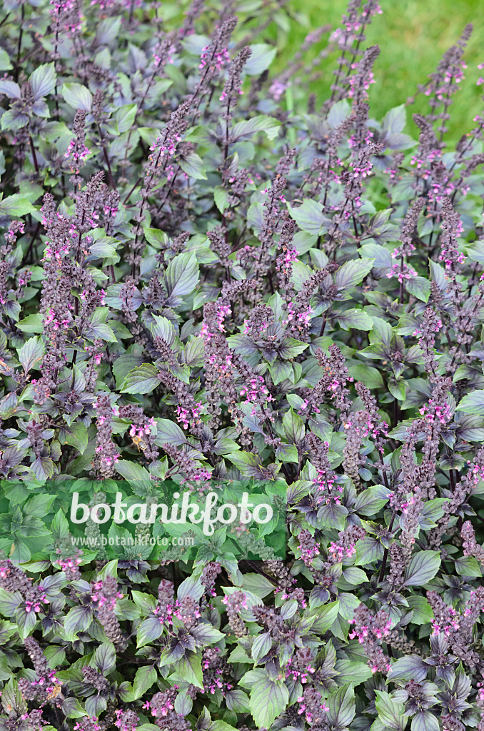 548161 - Basilikum (Ocimum basilicum 'Wild Magic')