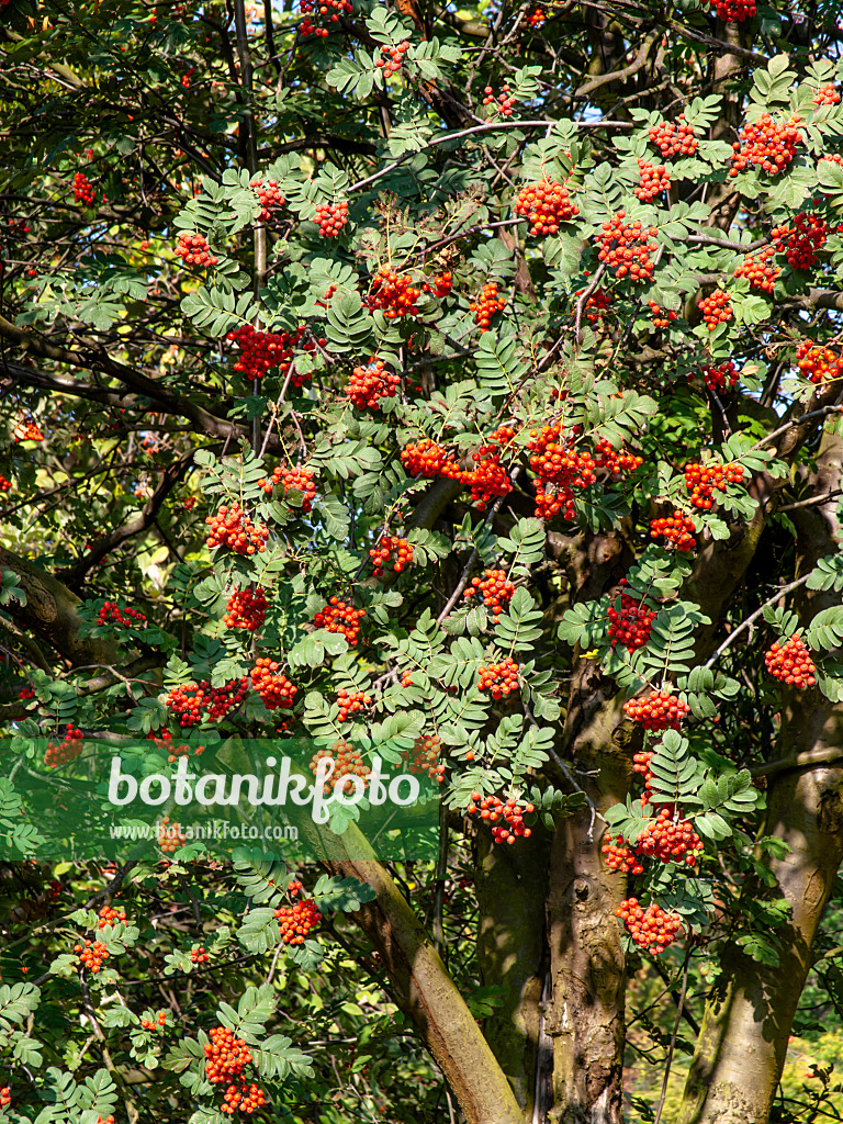 442007 - Bastardmehlbeere (Sorbus x hybrida)