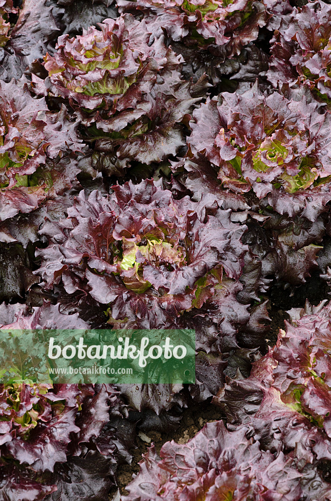 497073 - Batavia-Salat (Lactuca sativa var. capitata 'Mohican')