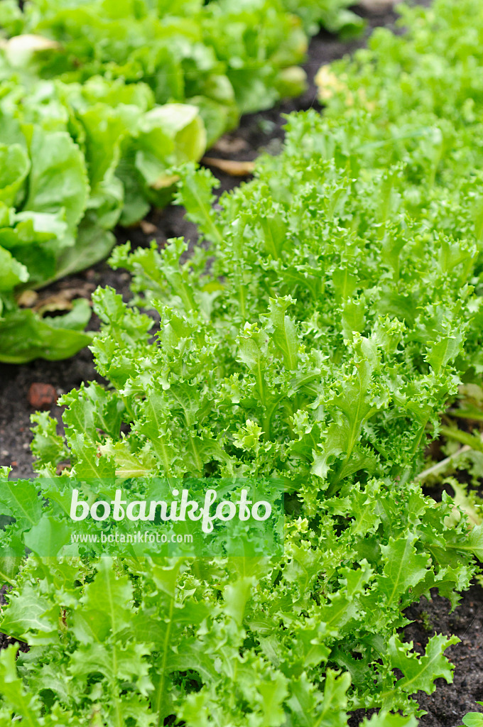 489019 - Batavia-Salat (Lactuca sativa var. capitata 'Teide')