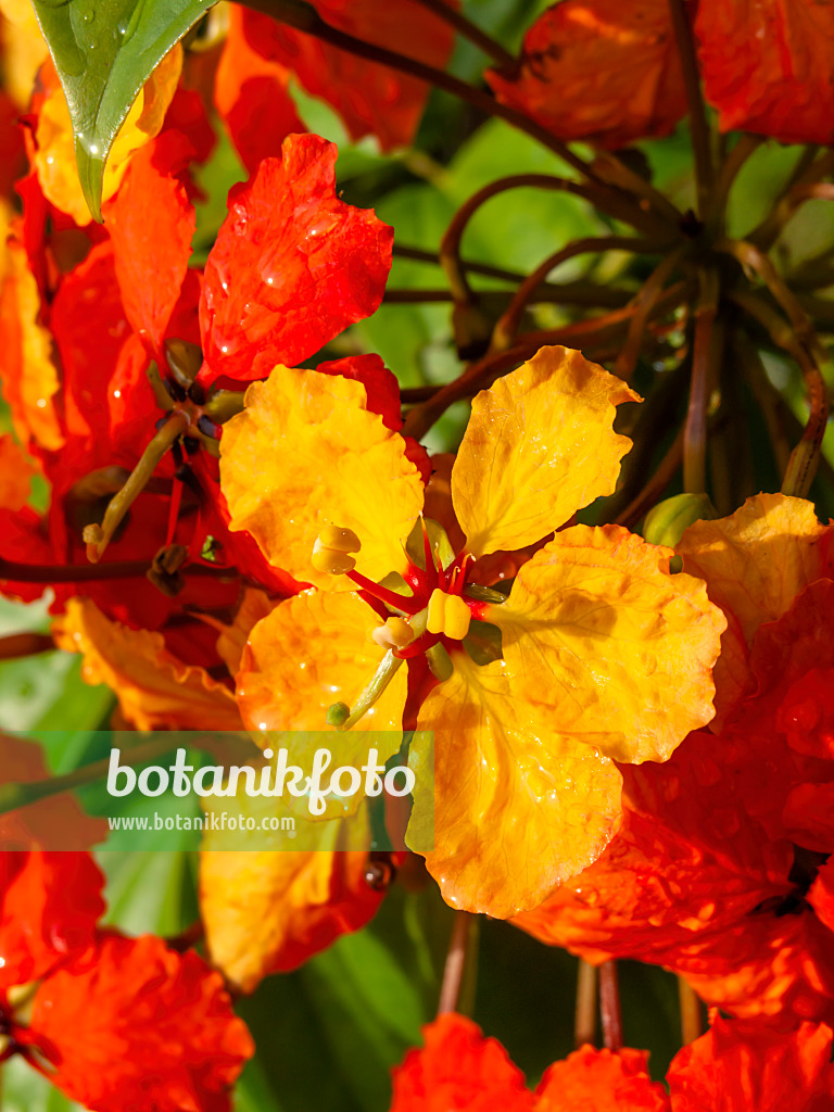 434060 - Bauhinia kockiana