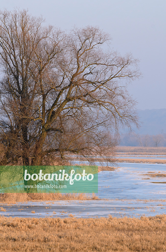 564254 - Baum auf einer überfluteten und gefrorenen Polderwiese, Nationalpark Unteres Odertal, Deutschland