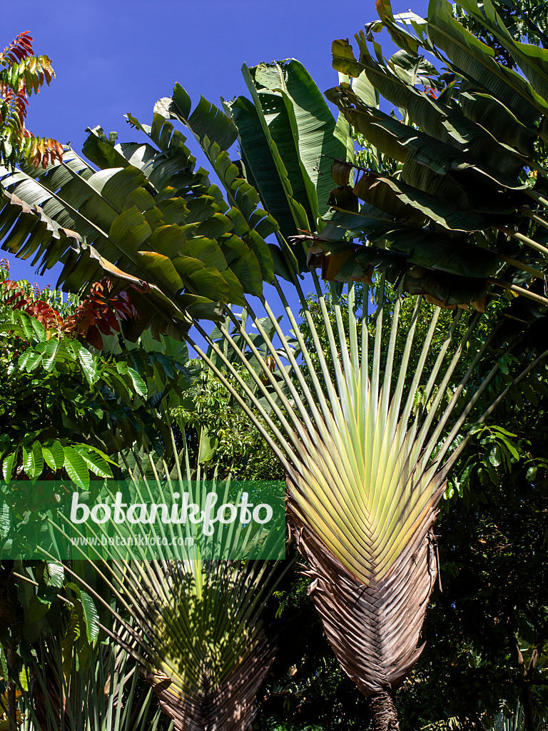 434309 - Baum der Reisenden (Ravenala madagascariensis)