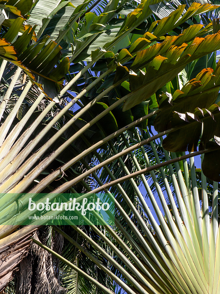 434312 - Baum der Reisenden (Ravenala madagascariensis)