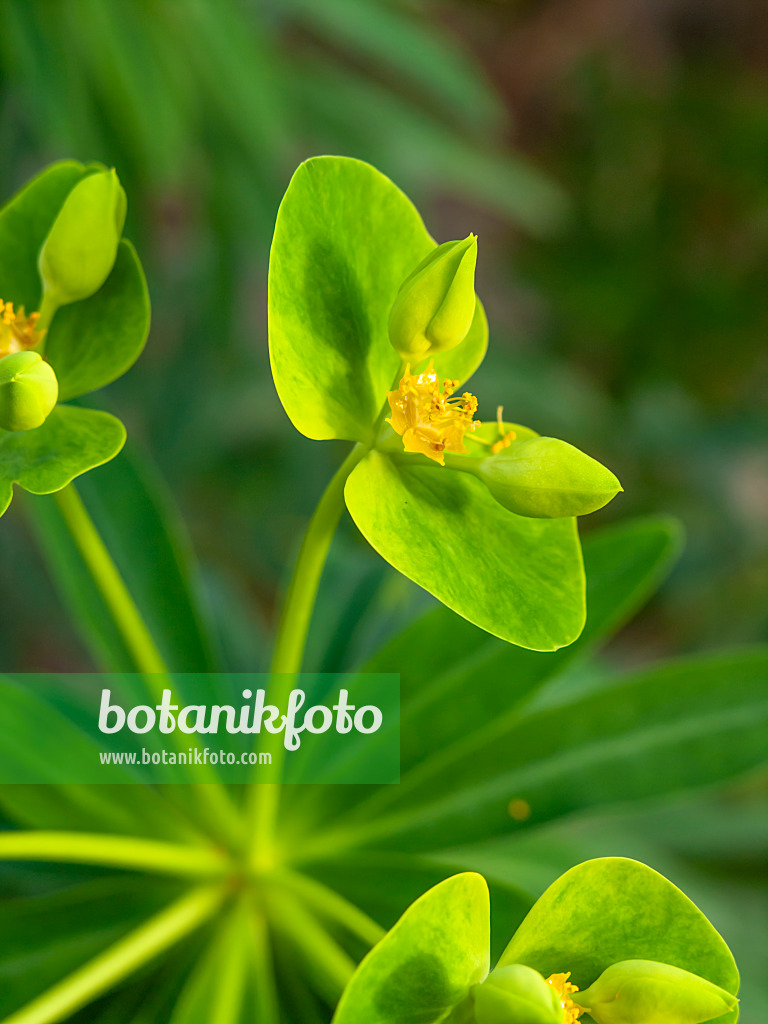 434023 - Baumartige Wolfsmilch (Euphorbia dendroides)