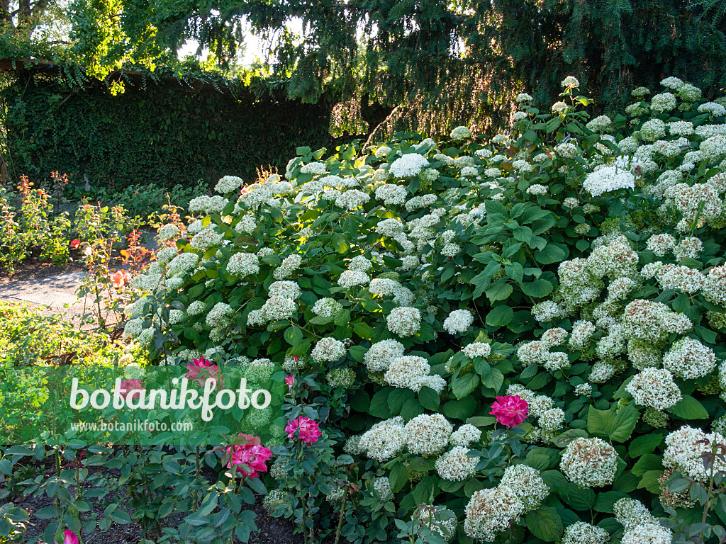 403062 - Baumhortensie (Hydrangea arborescens)