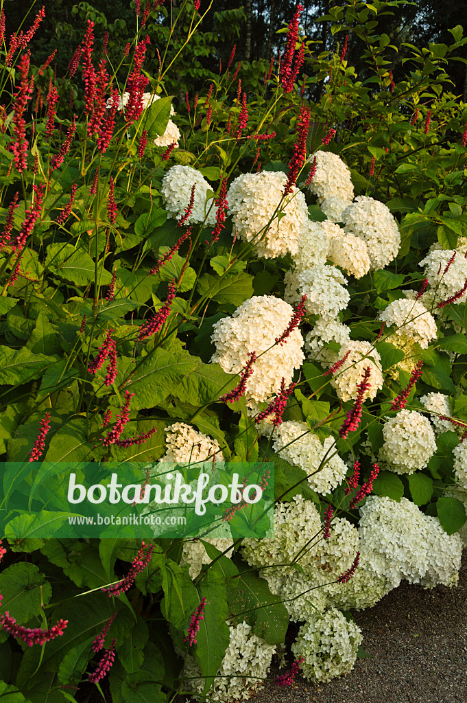 510146 - Baumhortensie (Hydrangea arborescens 'Annabelle') und Kerzenknöterich (Bistorta amplexicaulis 'Atropurpureum' syn. Polygonum amplexicaule 'Atropurpureum')