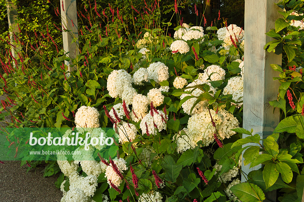 510147 - Baumhortensie (Hydrangea arborescens 'Annabelle') und Kerzenknöterich (Bistorta amplexicaulis 'Atropurpureum' syn. Polygonum amplexicaule 'Atropurpureum')