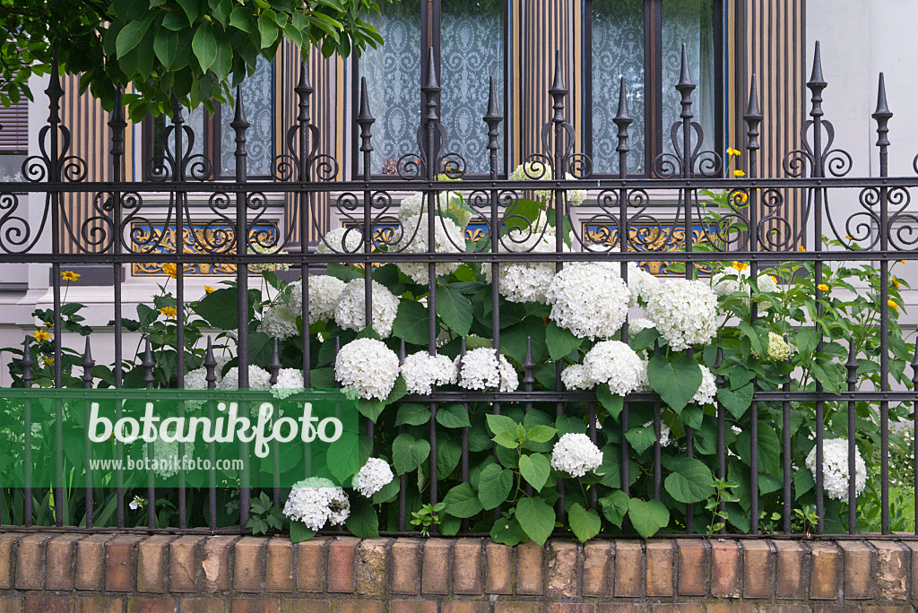 608146 - Baumhortensie (Hydrangea arborescens 'Annabelle')