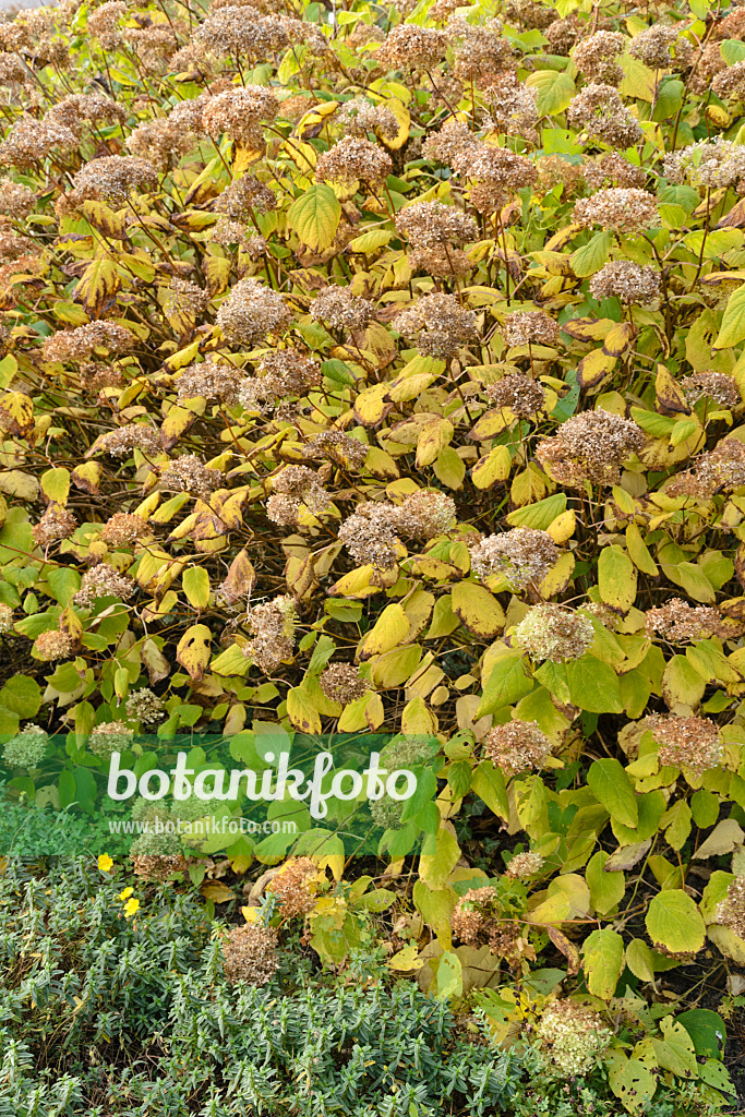 489053 - Baumhortensie (Hydrangea arborescens 'Grandiflora')