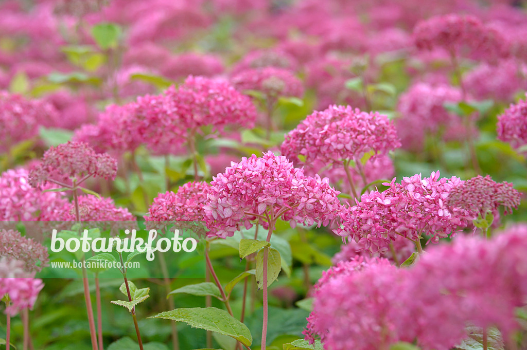 517190 - Baumhortensie (Hydrangea arborescens 'Invincibelle')