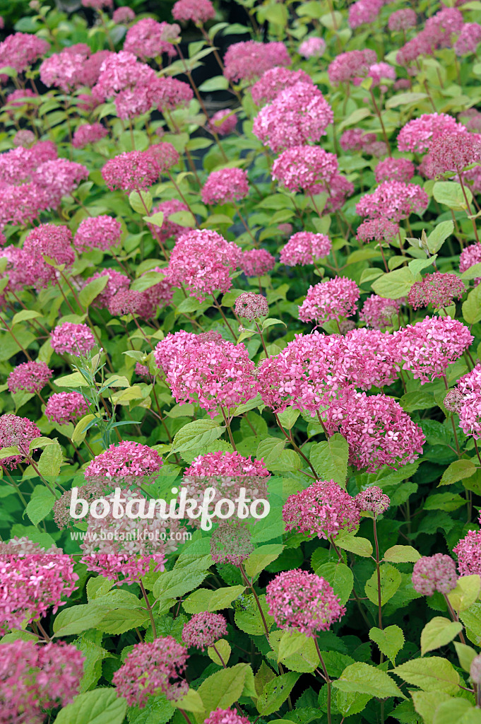 517191 - Baumhortensie (Hydrangea arborescens 'Invincibelle')