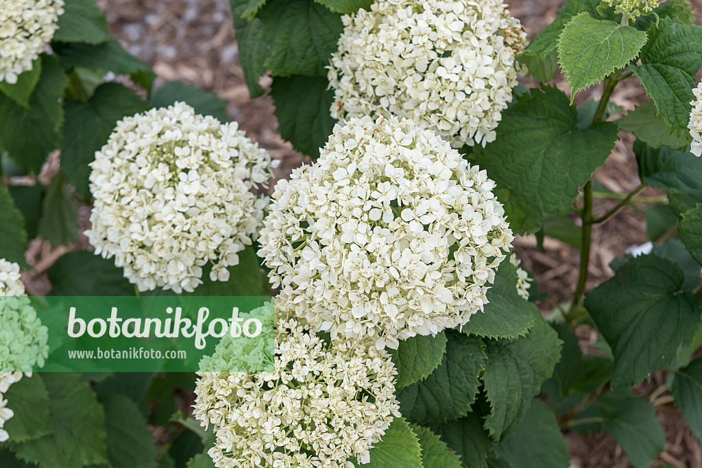 607103 - Baumhortensie (Hydrangea arborescens 'Invincibelle Limetta')