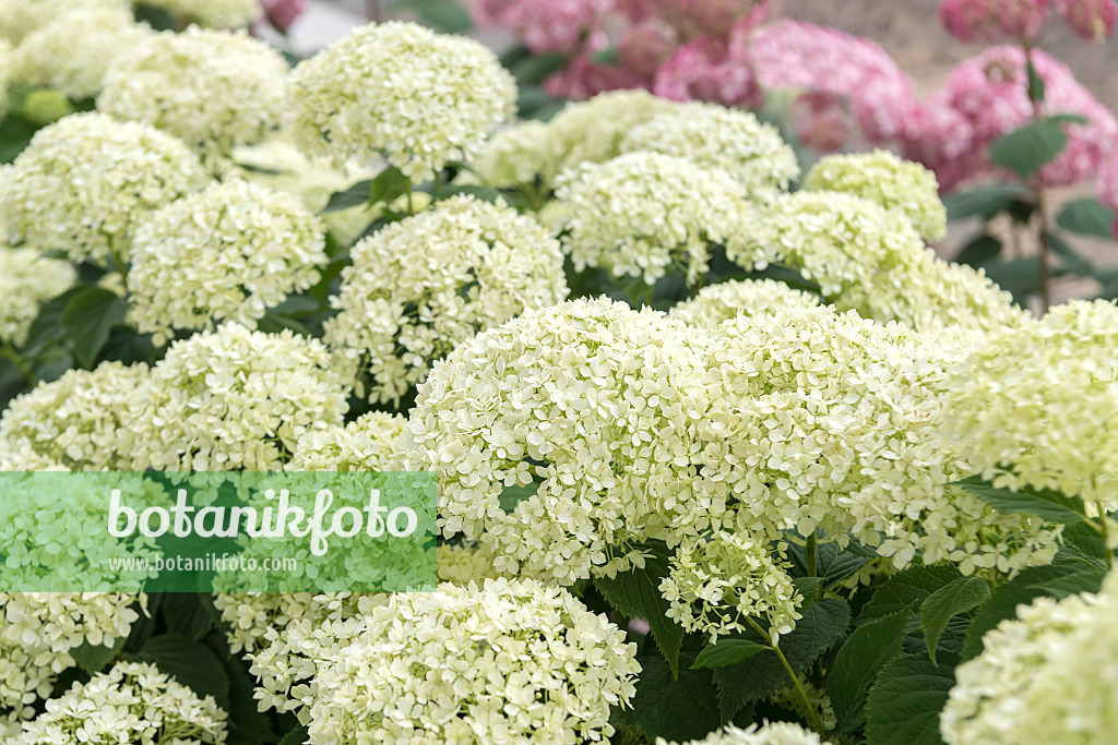 607104 - Baumhortensie (Hydrangea arborescens 'Invincibelle Limetta')