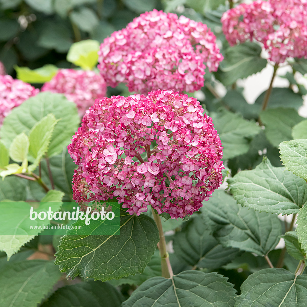 607105 - Baumhortensie (Hydrangea arborescens 'Invincibelle Mini Mauvette')