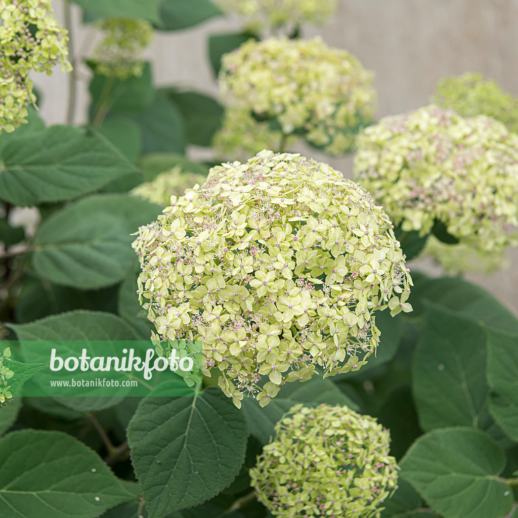 607107 - Baumhortensie (Hydrangea arborescens 'Lime Rickey')