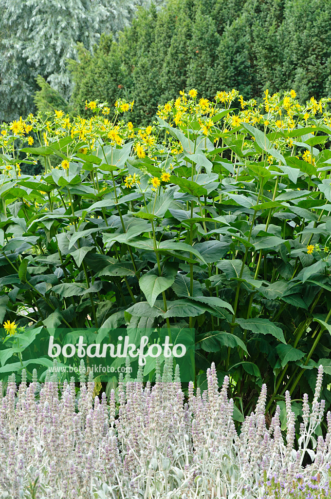 486119 - Becherpflanze (Silphium perfoliatum) und Wollziest (Stachys byzantina)