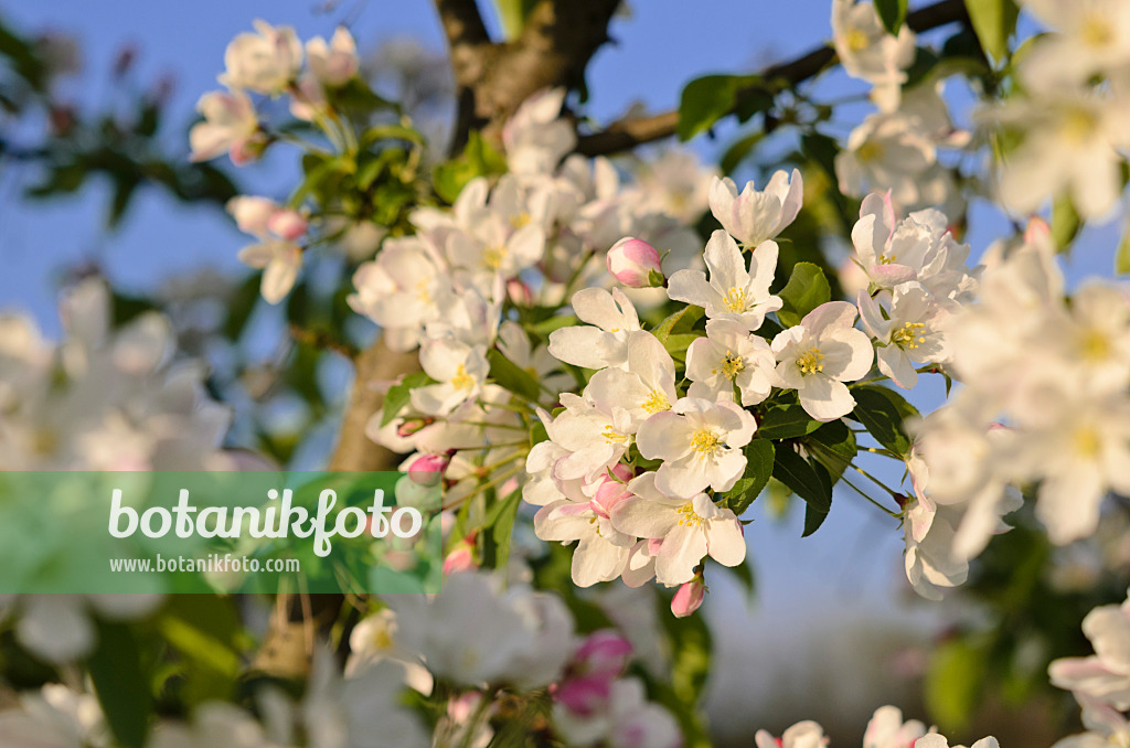 520040 - Beerenapfel (Malus baccata)