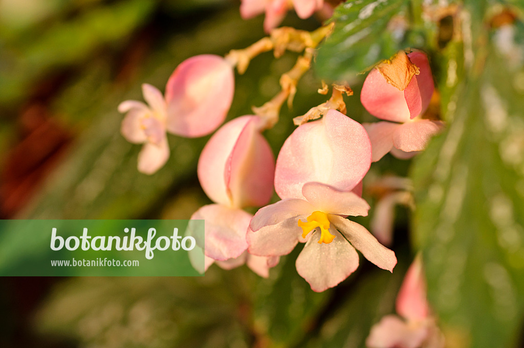 480028 - Begonie (Begonia aconitifolia)