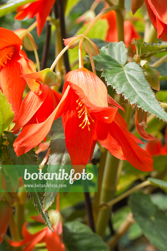 557040 - Begonie (Begonia boliviensis)