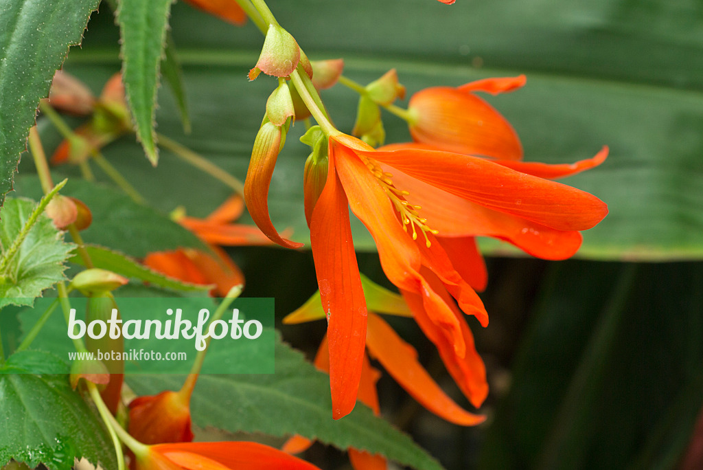 608079 - Begonie (Begonia boliviensis)