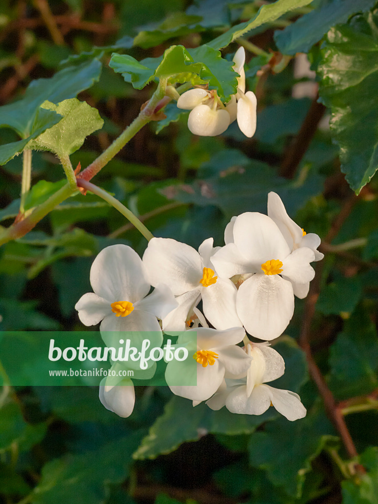 407006 - Begonie (Begonia cubensis)