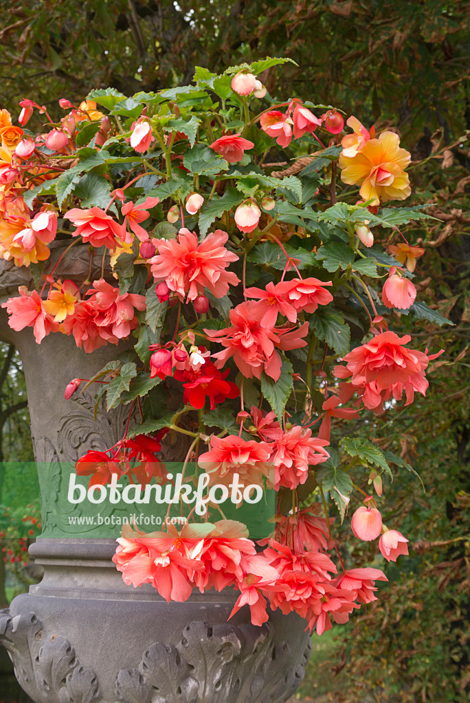 573107 - Begonie (Begonia) in einem Blumenkübel