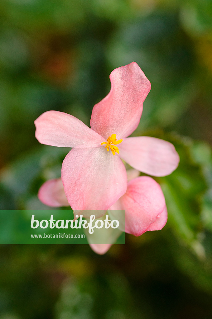 481042 - Begonie (Begonia richmondensis)