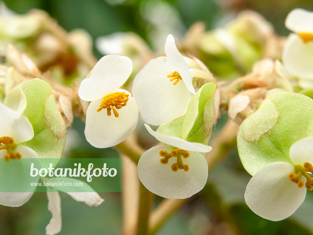 445015 - Begonie (Begonia sericoneura)