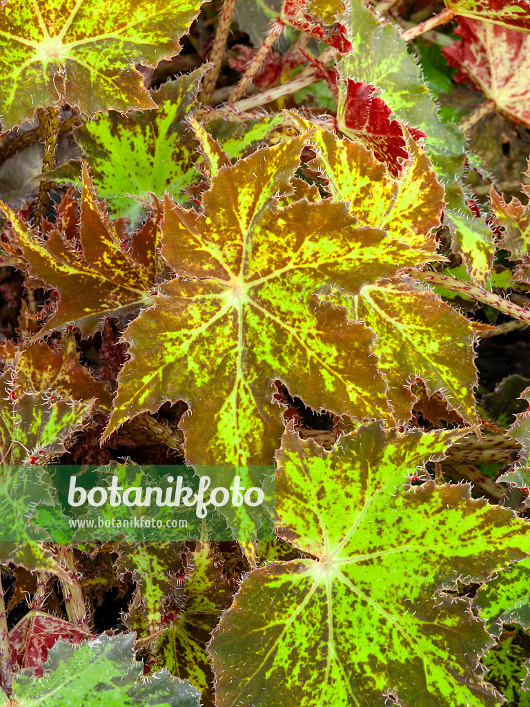 444010 - Begonie (Begonia subacida)