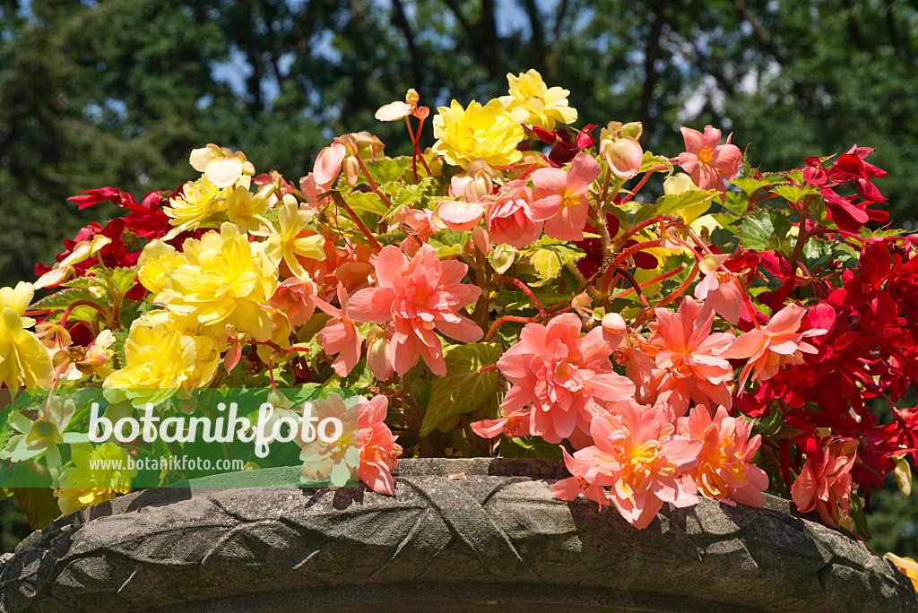 595014 - Begonien (Begonia) in einer Steinschale