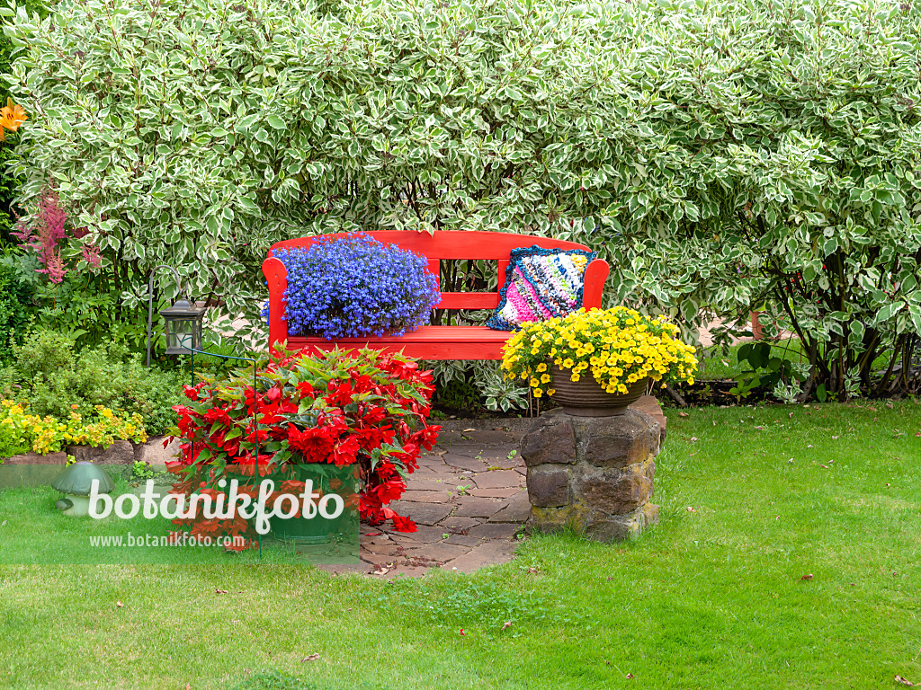 523256 - Begonien (Begonia), Lobelien (Lobelia) und Zauberglöckchen (Calibrachoa) mit roter Gartenbank