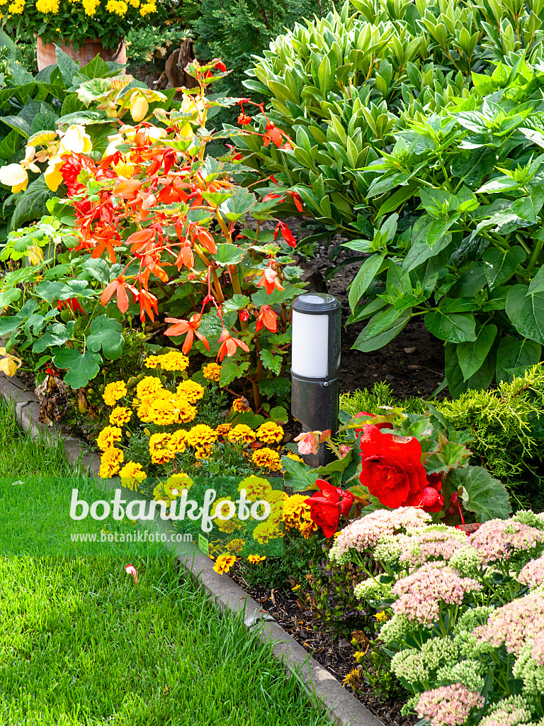 441001 - Begonien (Begonia) und Studentenblumen (Tagetes)