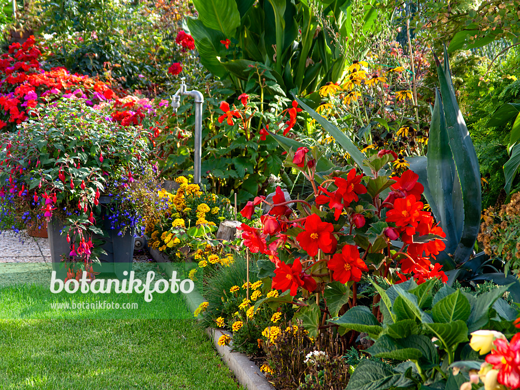 442022 - Begonien (Begonia), Studentenblumen (Tagetes) und Fuchsien (Fuchsia)