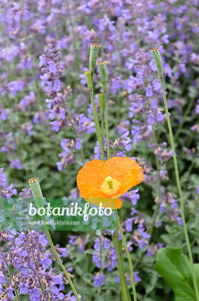 508249 - Behaarter Mohn (Papaver pilosum)