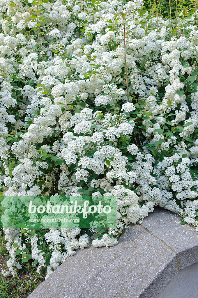 472150 - Belgischer Spierstrauch (Spiraea x vanhouttei)