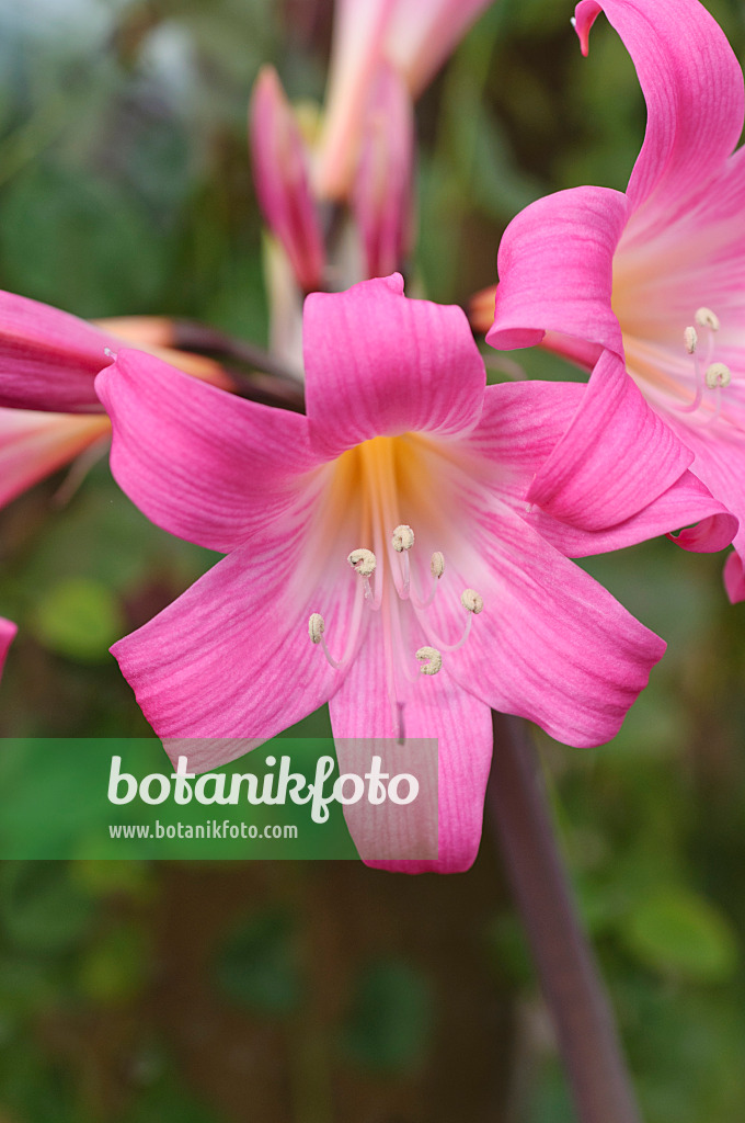 488024 - Belladonnalilie (Amaryllis belladonna)