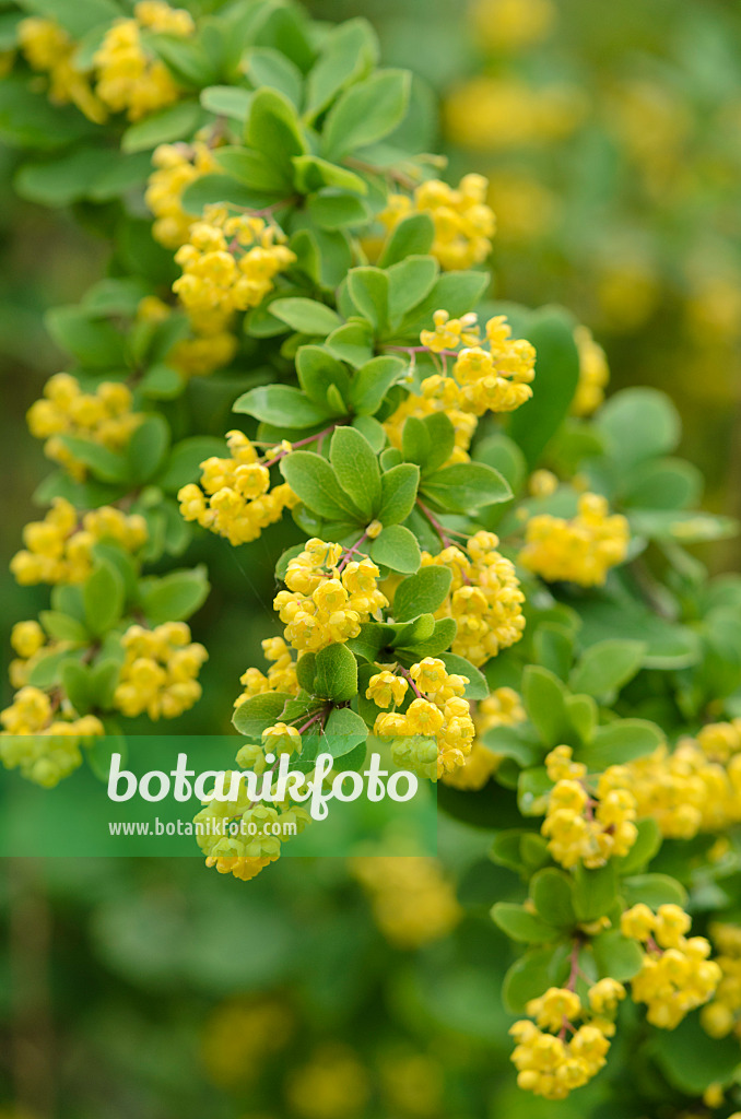 520233 - Berberitze (Berberis orientalis)