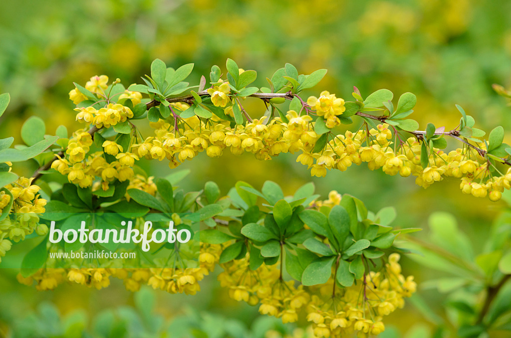 520111 - Berberitze (Berberis x ottawensis)