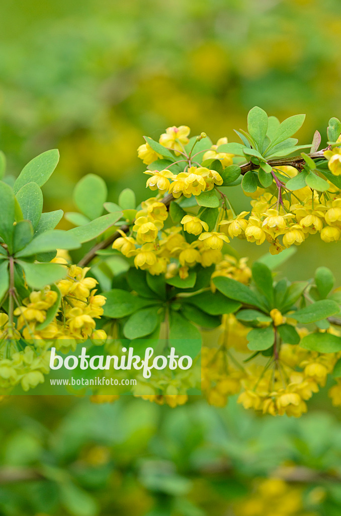 520112 - Berberitze (Berberis x ottawensis)