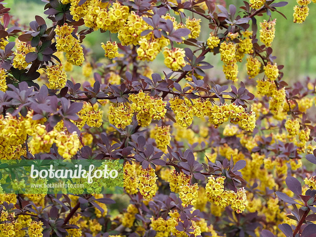 490033 - Berberitze (Berberis x ottawensis 'Superba')