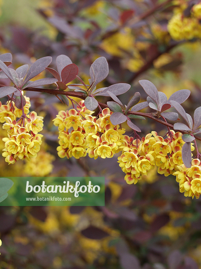 547071 - Berberitze (Berberis x ottawensis 'Superba')