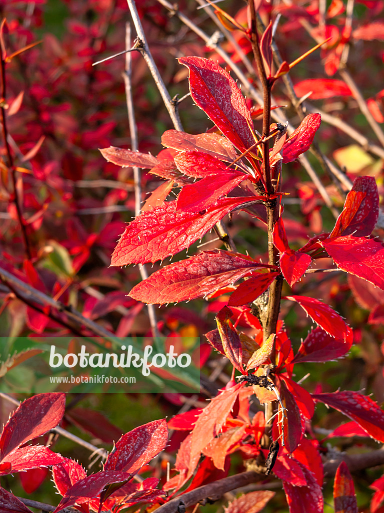 464087 - Berberitze (Berberis virescens)