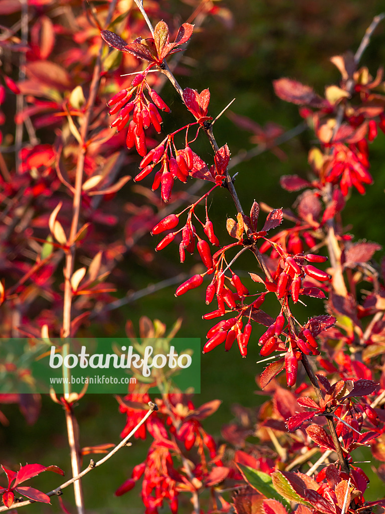 464088 - Berberitze (Berberis virescens)