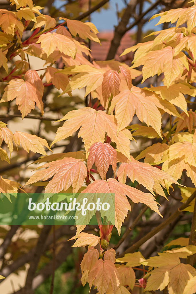 625116 - Bergahorn (Acer pseudoplatanus 'Brilliantissimum')