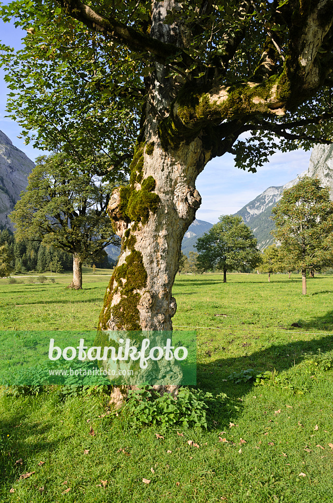 536091 - Bergahorn (Acer pseudoplatanus), Enger Tal, Alpenpark Karwendel, Österreich