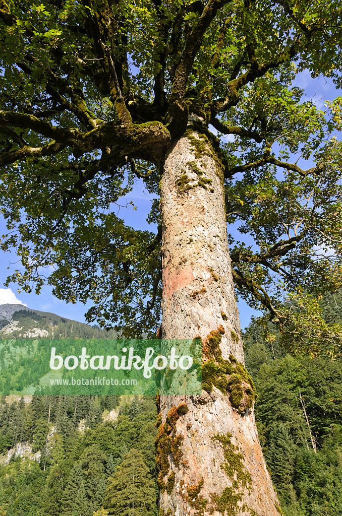 536093 - Bergahorn (Acer pseudoplatanus), Enger Tal, Alpenpark Karwendel, Österreich