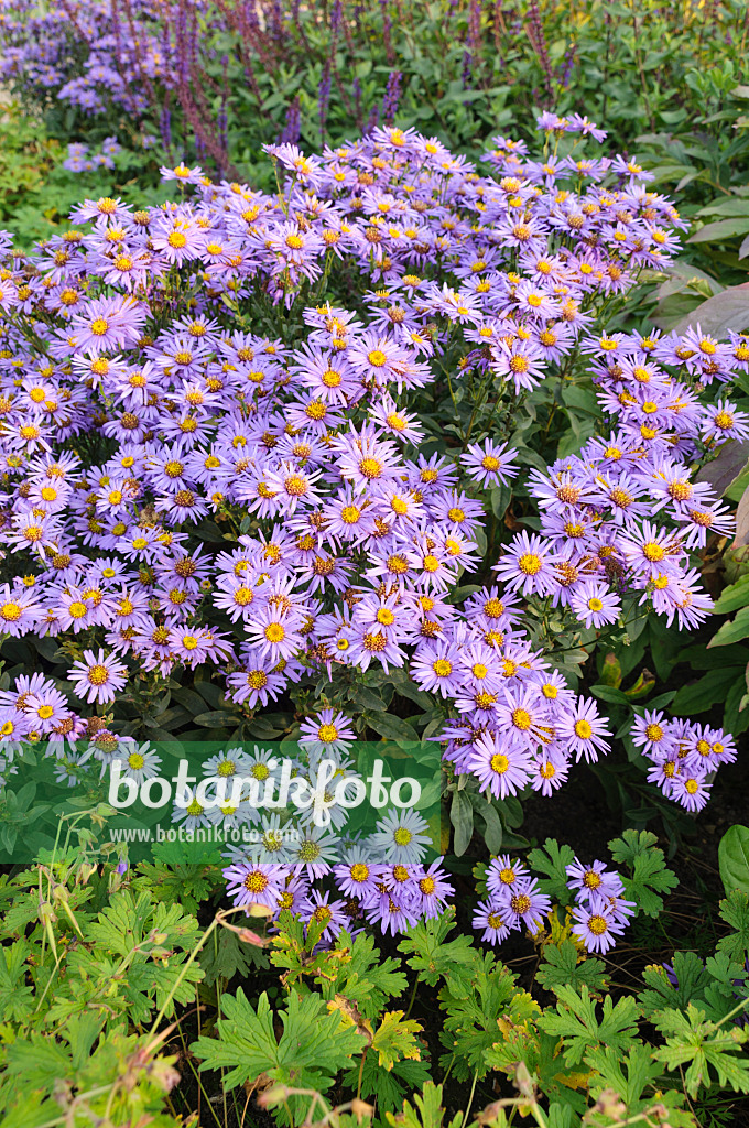 488141 - Bergaster (Aster amellus 'Glücksfund')