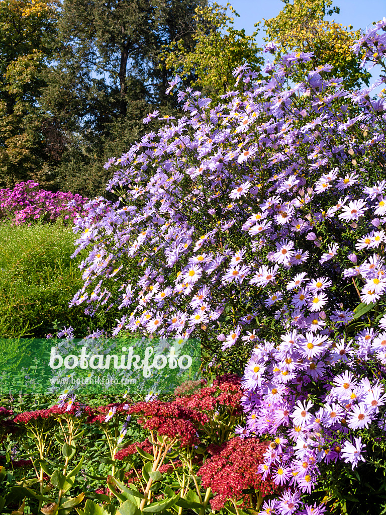 430099 - Bergaster (Aster amellus 'Rosa Erfüllung')