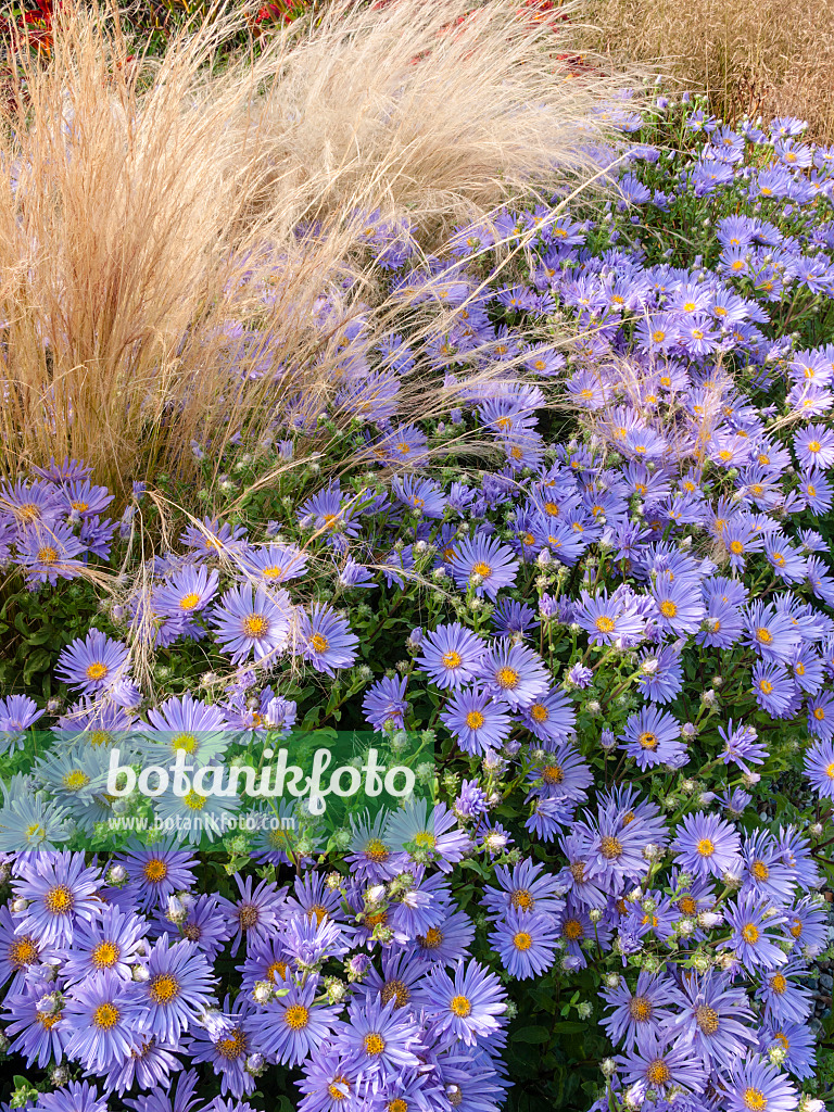 404012 - Bergaster (Aster amellus 'Silbersee')